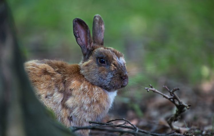 hares, Rodents, Animals, Rabbit HD Wallpaper Desktop Background