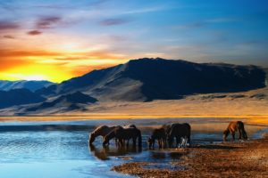 horses, Sunrises, And, Sunsets, Rivers, Animals, Horse
