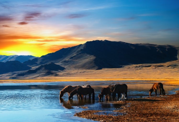 horses, Sunrises, And, Sunsets, Rivers, Animals, Horse HD Wallpaper Desktop Background