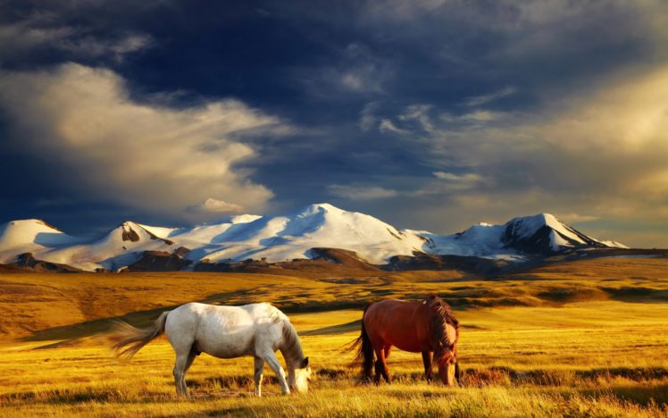horses, Grasslands, Mountains, Grass, Two, Animals, Horse HD Wallpaper Desktop Background
