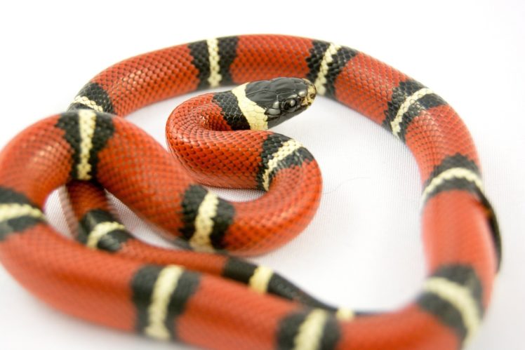 serpent, Snake, Bright, Macro HD Wallpaper Desktop Background