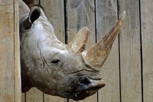 rhinoceros, Head, Animals, Rhino