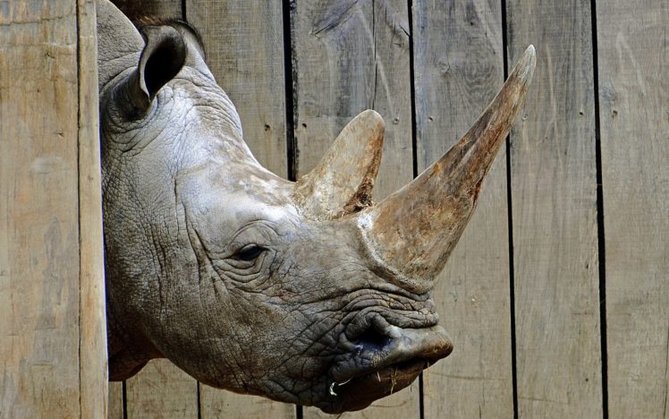 rhinoceros, Head, Animals, Rhino HD Wallpaper Desktop Background