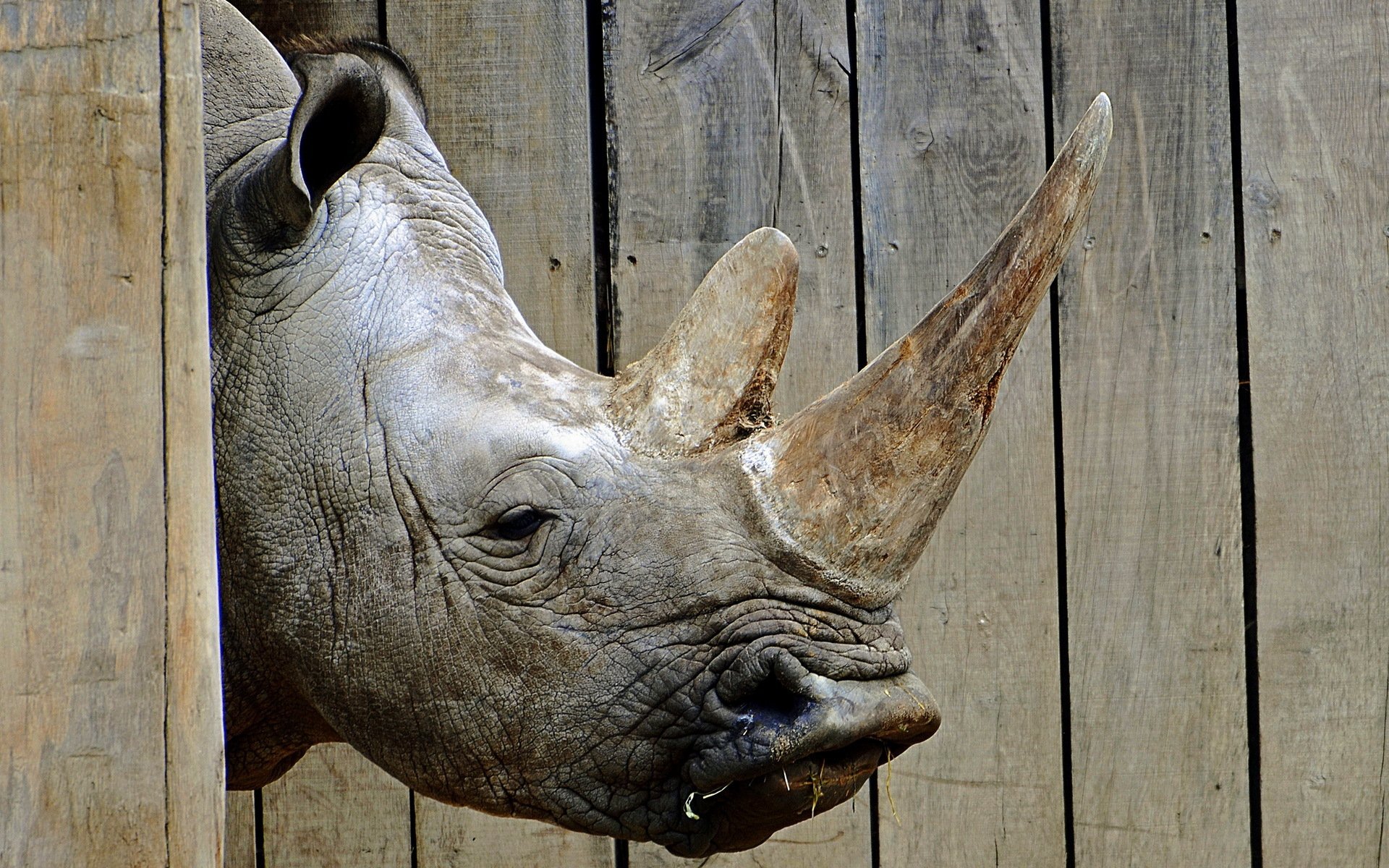 rhinoceros, Head, Animals, Rhino Wallpaper