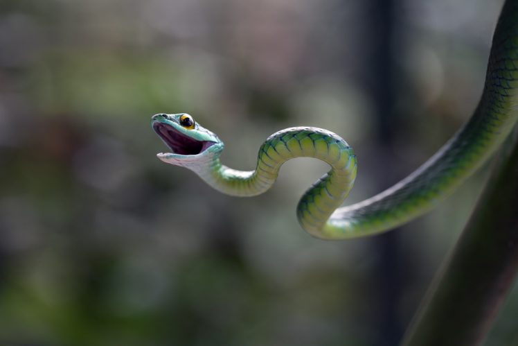 snakes, Reptiles, Animals, Snake HD Wallpaper Desktop Background