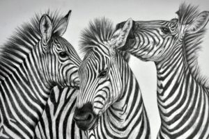 zebras, Three, 3, Animals, Zebra