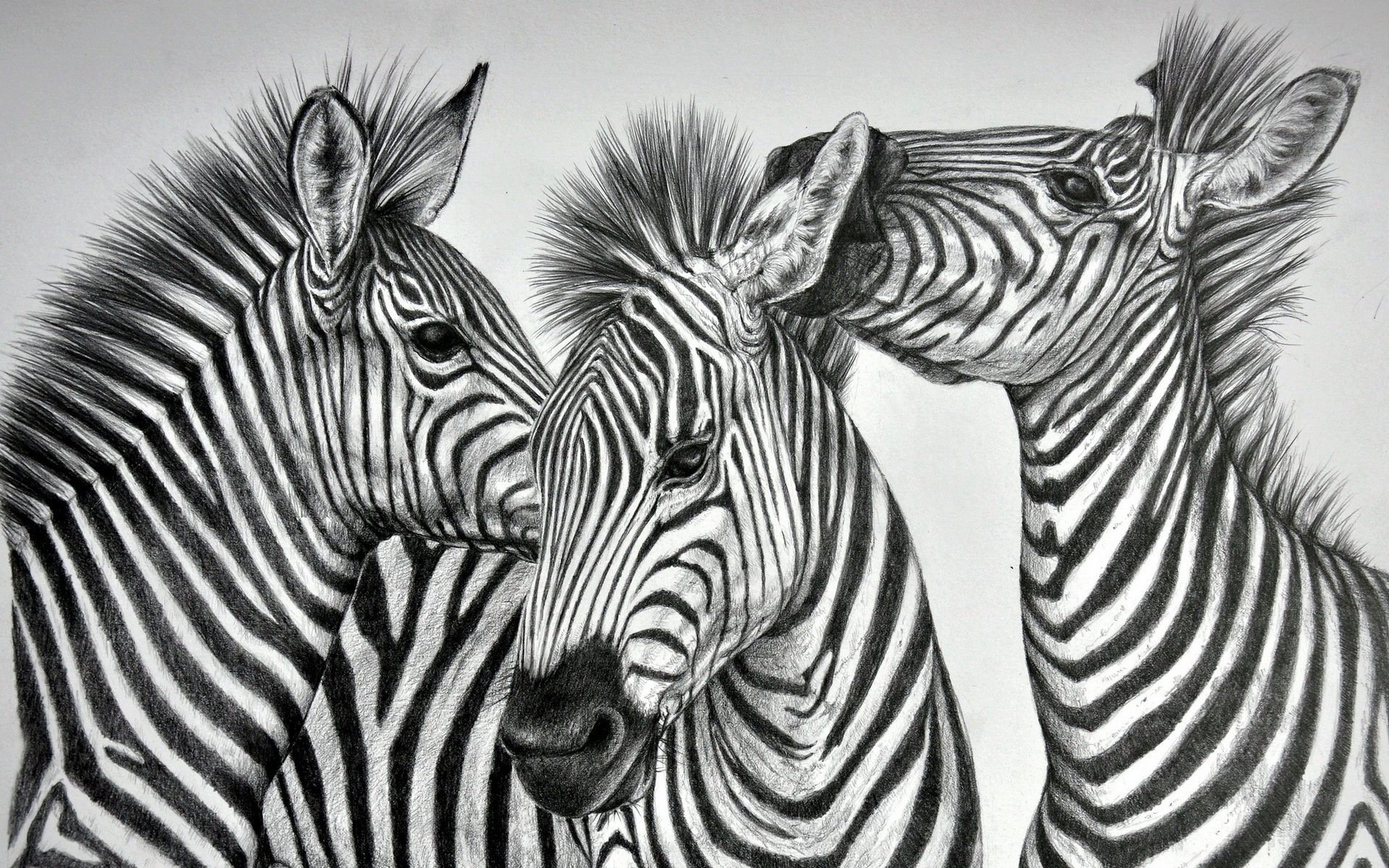 zebras, Three, 3, Animals, Zebra Wallpaper