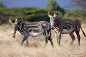 zebras, Two, Grass, Animals, Zebra