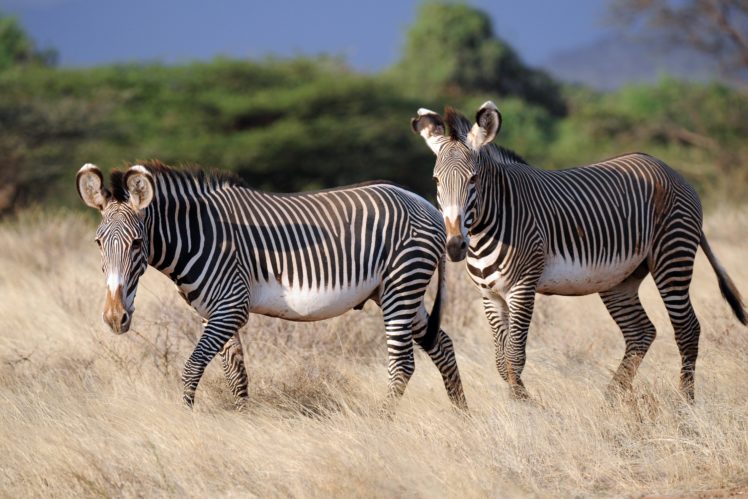 zebras, Two, Grass, Animals, Zebra HD Wallpaper Desktop Background