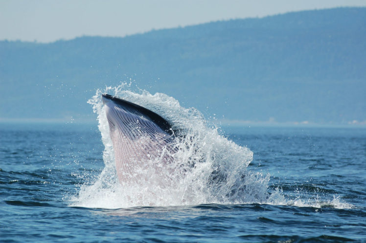 whales, Breach, Ocean, Sea, Splash, Spray, Drops, Landscapes, Shore, Coast HD Wallpaper Desktop Background