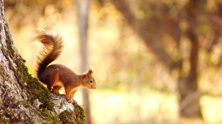 squirrel, Rodent, Nature, Trees HD Wallpaper Desktop Background
