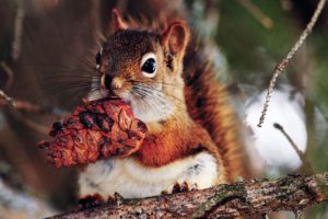 good, Food, For, Squirrel