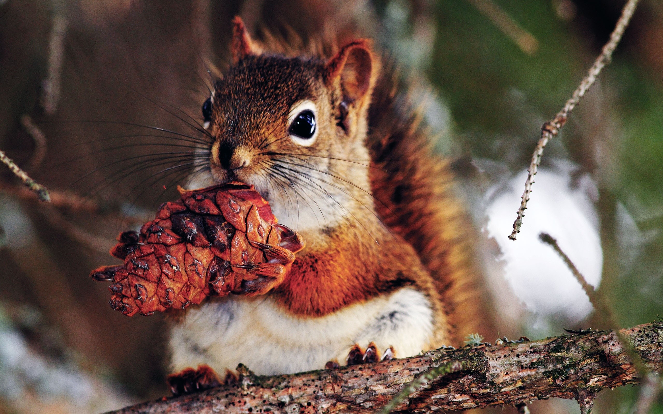 good, Food, For, Squirrel Wallpaper