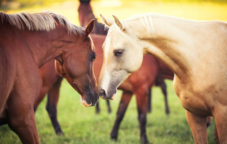 grass, Horse, Horses, Animals, Couple HD Wallpaper Desktop Background