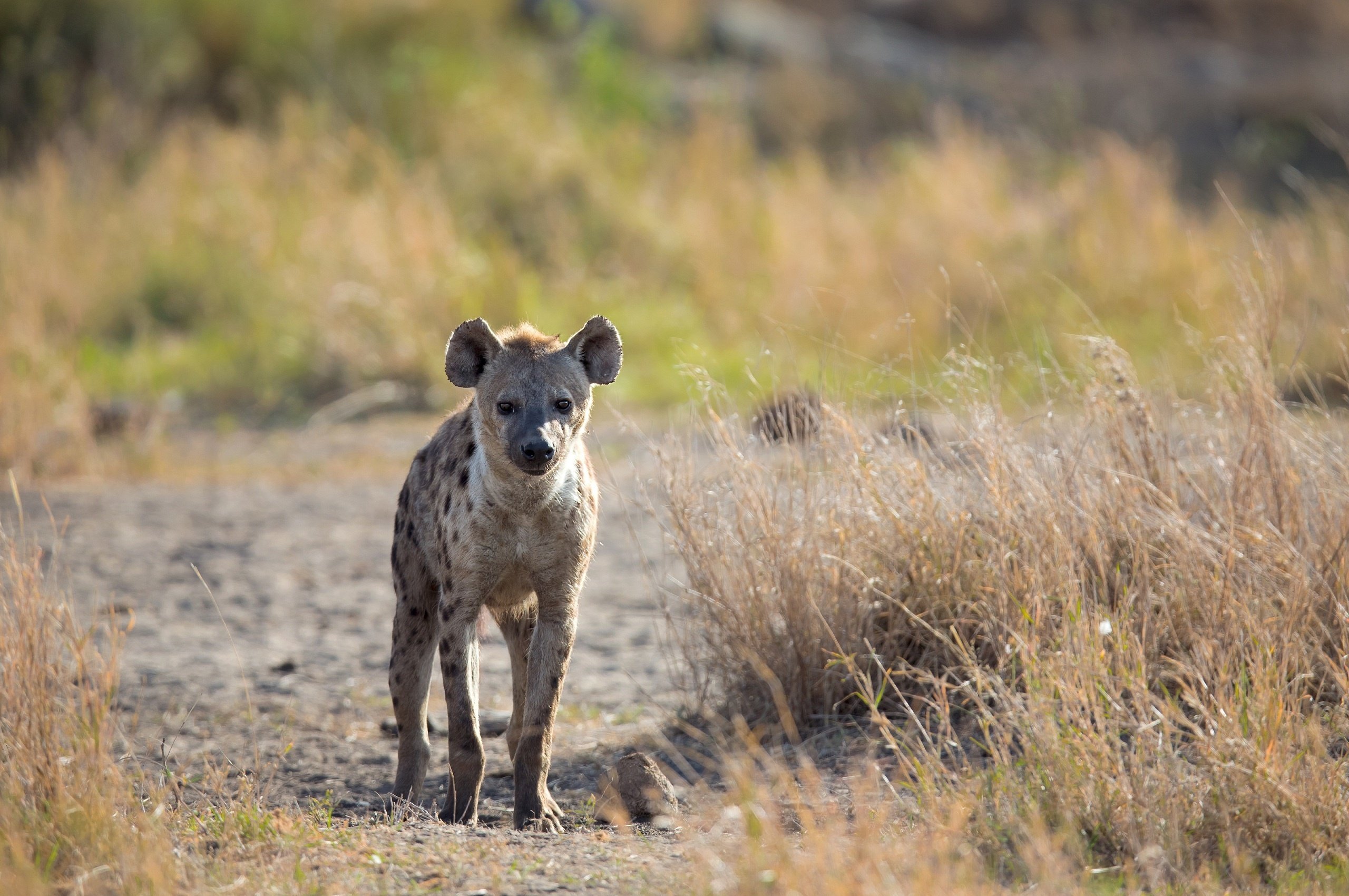 hyena, Predator, Snout Wallpaper