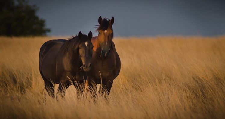 nature, Couple, Grass, Field, Horse HD Wallpaper Desktop Background