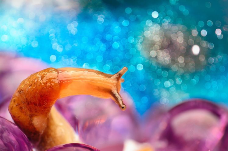 snail, Horns, Color, Bokeh, Macro HD Wallpaper Desktop Background