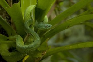 snake, Scales, Leaves, Green