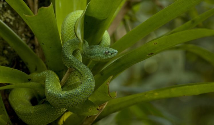 snake, Scales, Leaves, Green HD Wallpaper Desktop Background