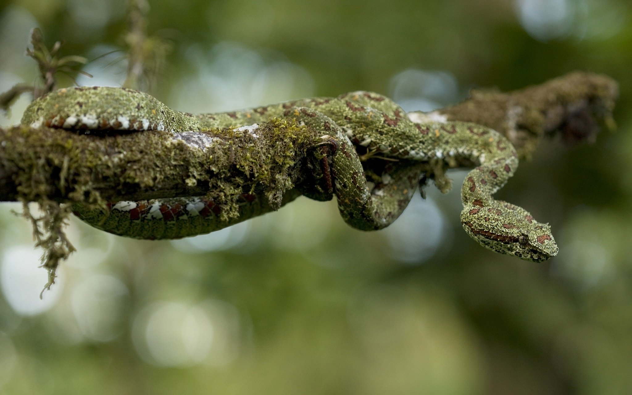 snake, Branch, Moss Wallpaper