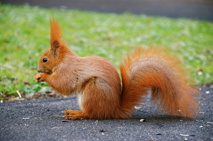 tail, Animal, Red, Squirrel HD Wallpaper Desktop Background
