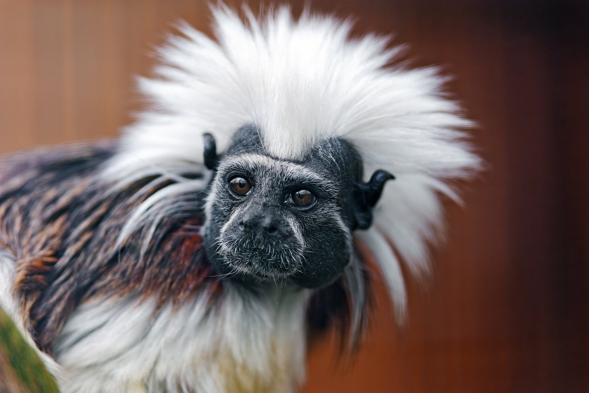 monkey Wallpaper
