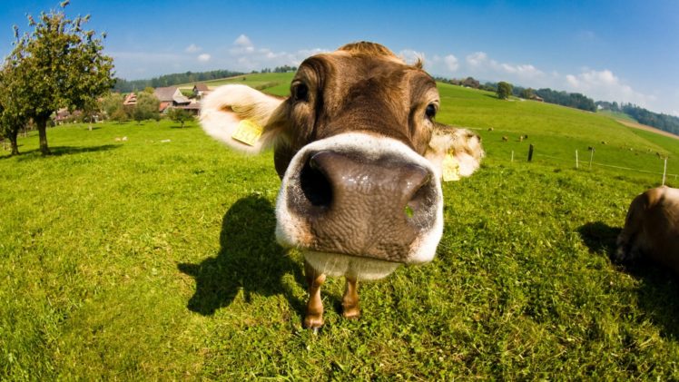 bull, Calf, Face, Nose, Cow HD Wallpaper Desktop Background