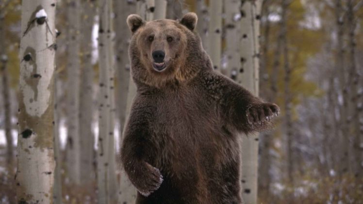 bears, Nature, Trees, Forest, Woods HD Wallpaper Desktop Background