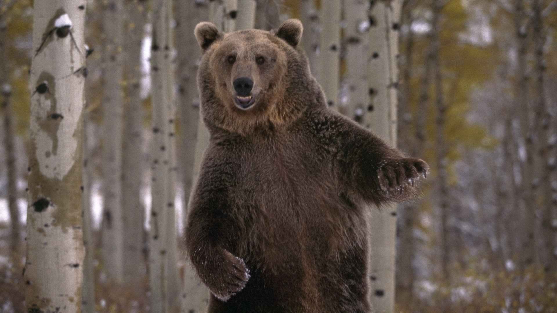 bears, Nature, Trees, Forest, Woods Wallpaper