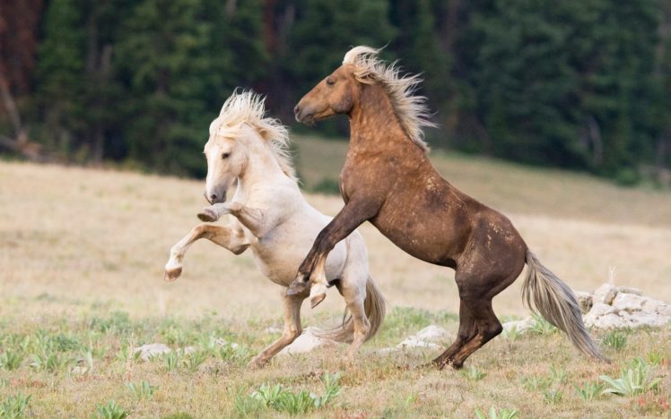 horses, Landscapes, Nature HD Wallpaper Desktop Background