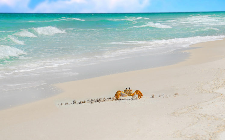 crabs, Nature, Beaches, Ocean, Sea, Waves, Sand, Tropical HD Wallpaper Desktop Background