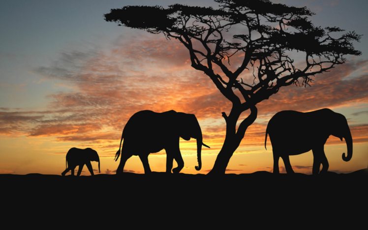 elephants, Walking, To, Westward HD Wallpaper Desktop Background