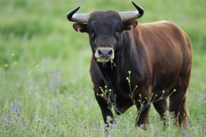 bull, Cow