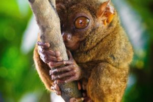 tarsiers, Genus, Primate, Eyes, Lamur