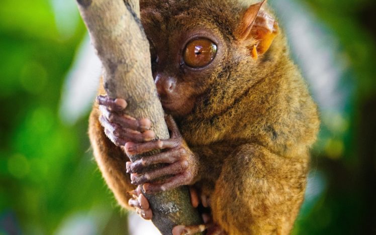 tarsiers, Genus, Primate, Eyes, Lamur HD Wallpaper Desktop Background