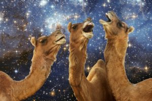 camel, Humor, Space