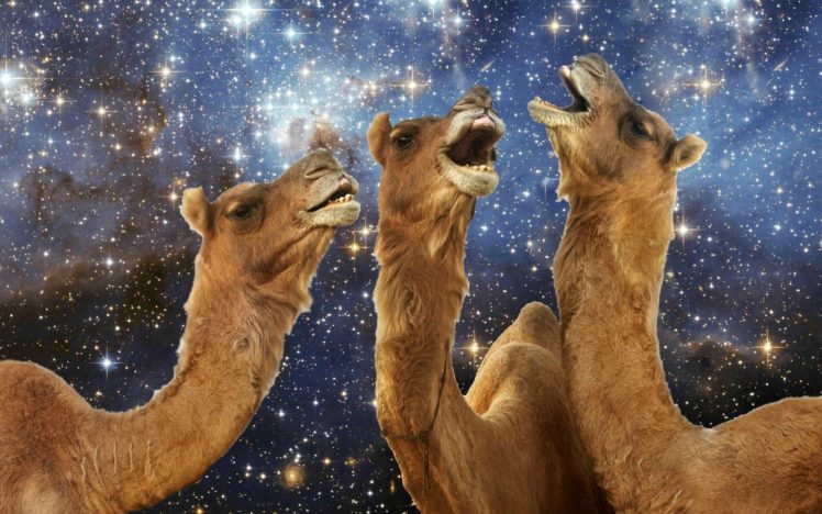 camel, Humor, Space HD Wallpaper Desktop Background