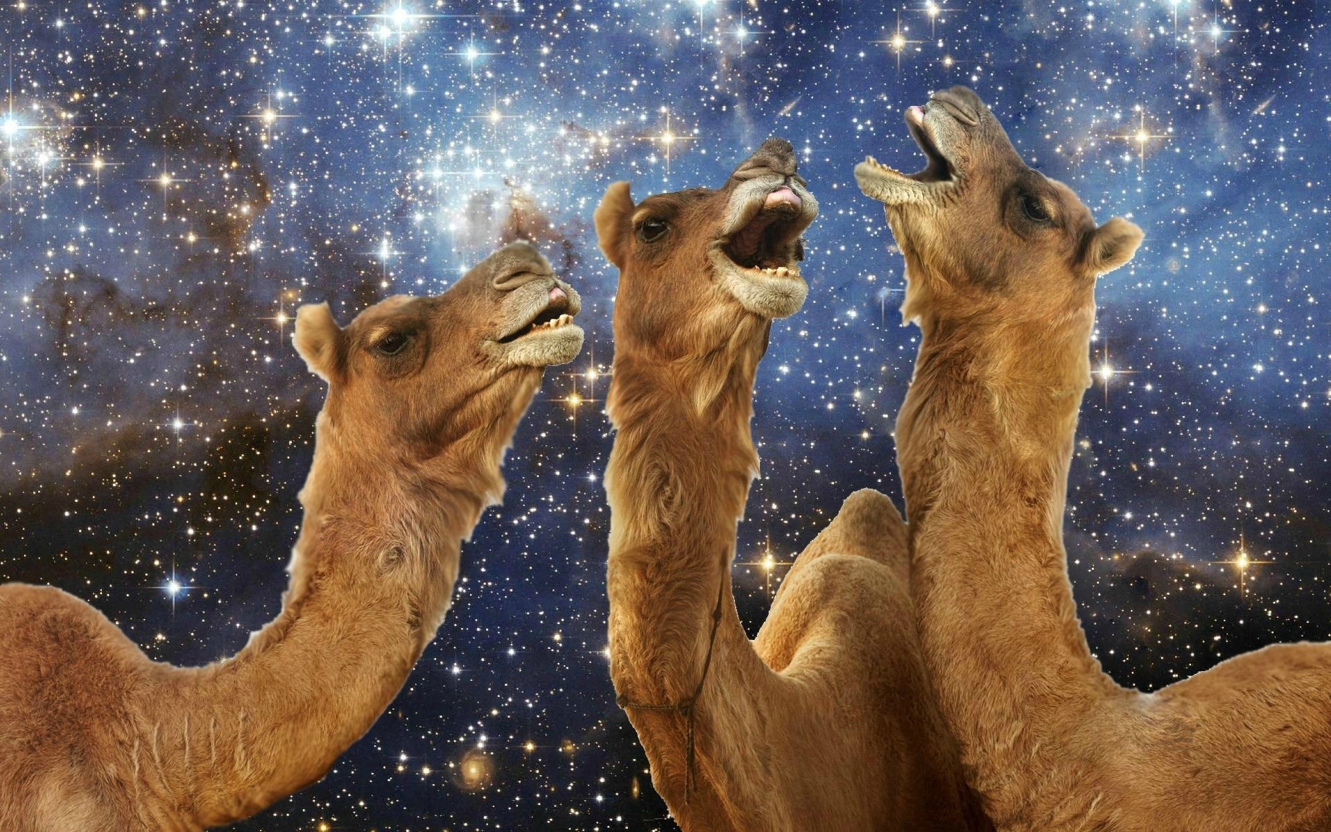 camel, Humor, Space Wallpaper