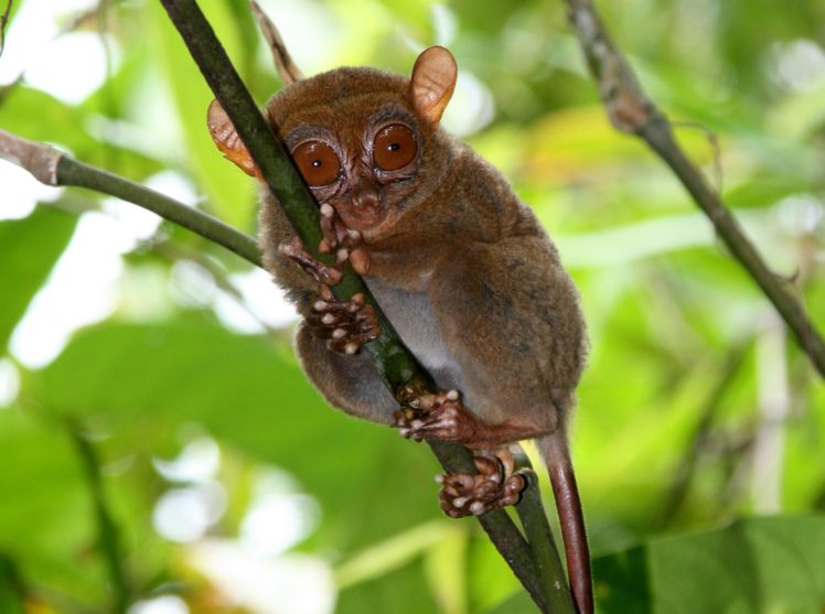 tarsier, Monkey, Primate, Eyes, Humor, Funny, Cute,  1 HD Wallpaper Desktop Background