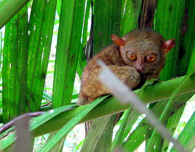 tarsier, Monkey, Primate, Eyes, Humor, Funny, Cute,  2 HD Wallpaper Desktop Background