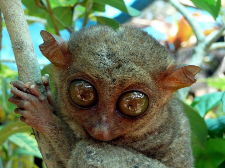 tarsier, Monkey, Primate, Eyes, Humor, Funny, Cute,  5 HD Wallpaper Desktop Background