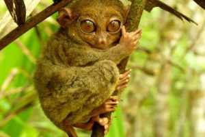 tarsier, Monkey, Primate, Eyes, Humor, Funny, Cute,  6