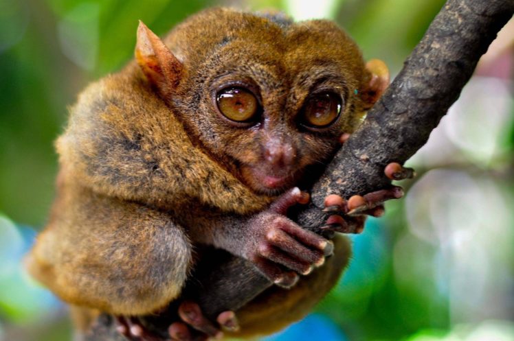 tarsier, Monkey, Primate, Eyes, Humor, Funny, Cute,  7 HD Wallpaper Desktop Background