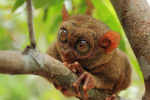 tarsier, Monkey, Primate, Eyes, Humor, Funny, Cute,  8