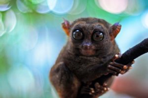 tarsier, Monkey, Primate, Eyes, Humor, Funny, Cute,  9