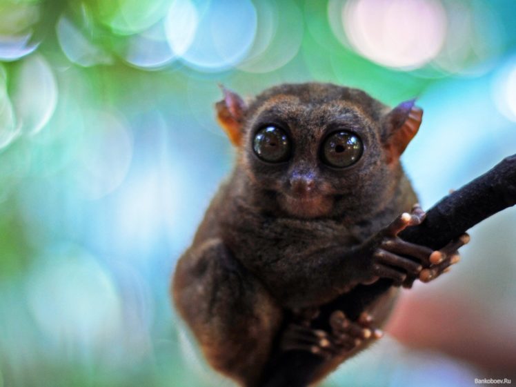 tarsier, Monkey, Primate, Eyes, Humor, Funny, Cute,  9 HD Wallpaper Desktop Background