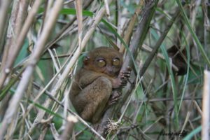 tarsier, Monkey, Primate, Eyes, Humor, Funny, Cute,  14
