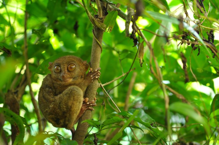 tarsier, Monkey, Primate, Eyes, Humor, Funny, Cute,  11 HD Wallpaper Desktop Background