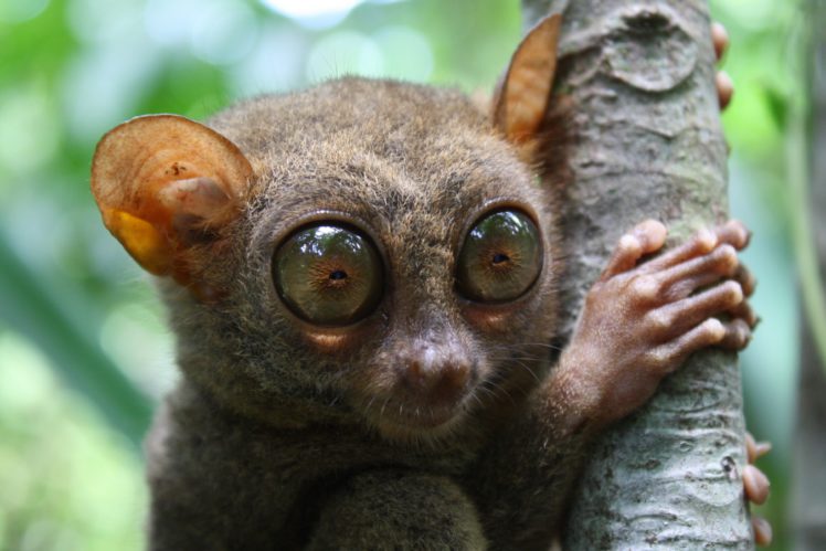 tarsier, Monkey, Primate, Eyes, Humor, Funny, Cute,  15 HD Wallpaper Desktop Background