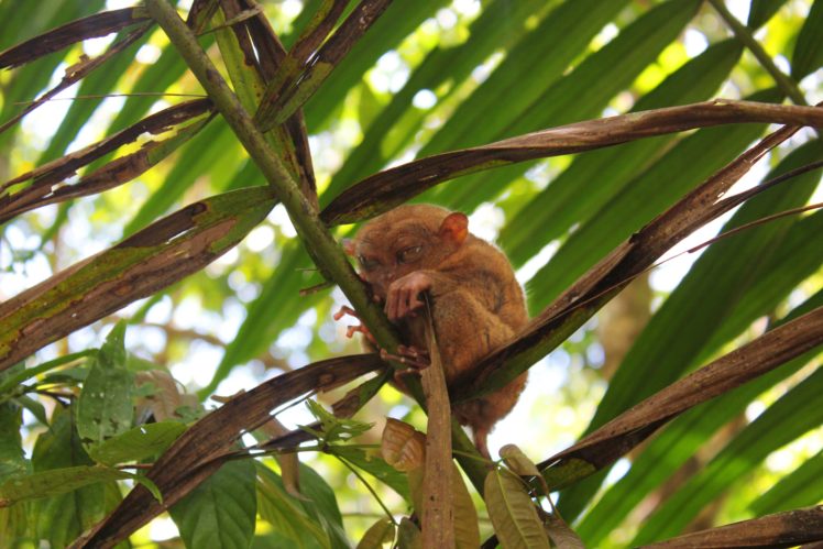 tarsier, Monkey, Primate, Eyes, Humor, Funny, Cute,  17 HD Wallpaper Desktop Background